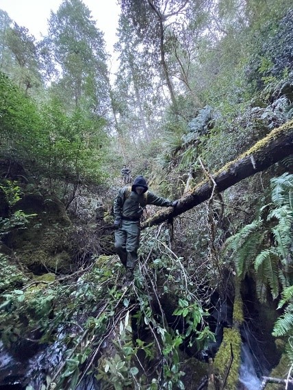 Hikers walk through dense brush
