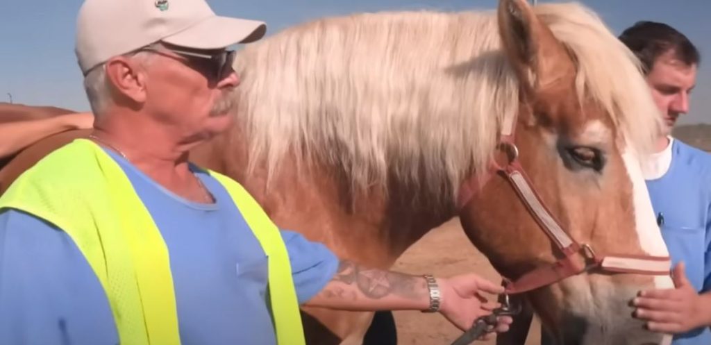 Two people pet a horse
