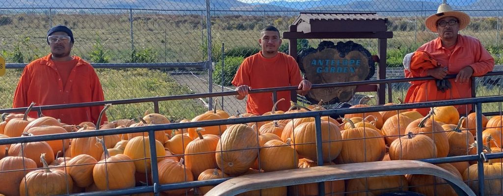 ACC pumpkin donation